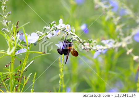 薰衣草和蜜蜂 133341134