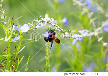 薰衣草和蜜蜂 133341135