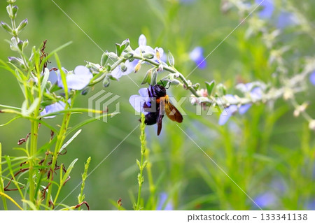 薰衣草和蜜蜂 薰衣草和蜜蜂 133341138