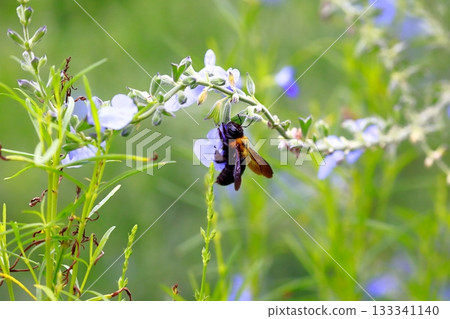 薰衣草和蜜蜂 133341140