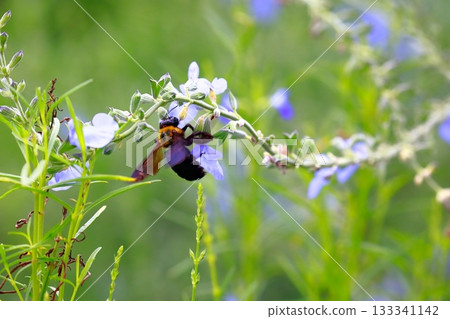 薰衣草和蜜蜂 薰衣草和蜜蜂 133341142