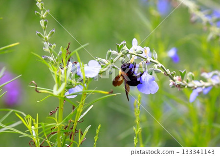 薰衣草和蜜蜂 薰衣草和蜜蜂 133341143