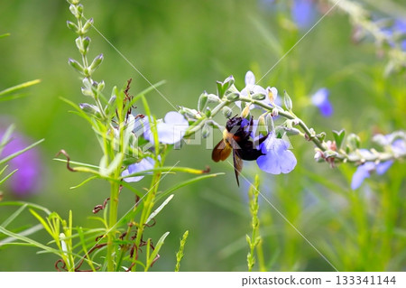 Lavender and bees Lavender and bees 133341144