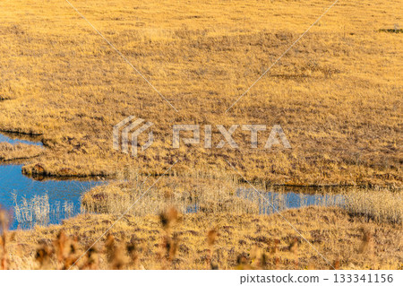 Yaoshima Mogara在秋天 133341156