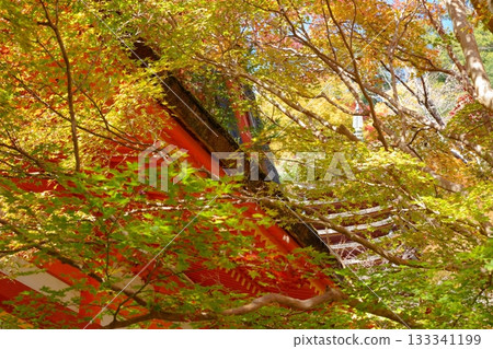 在奈良縣櫻井市丹山神社,透過開始泛紅的樹木,可以看到神郎殿的屋頂和十三層寶塔。 在奈良縣櫻井市丹山神社,透過開始泛紅的樹木,可以看到神郎殿的屋頂和十三層寶塔。 133341199