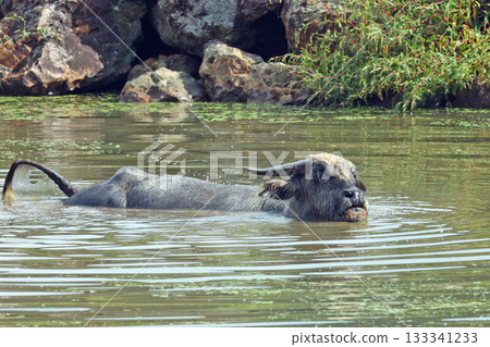 亞洲水牛 亞洲水牛 133341233