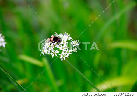 薰衣草和蜜蜂 133341236