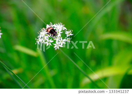 薰衣草和蜜蜂 133341237