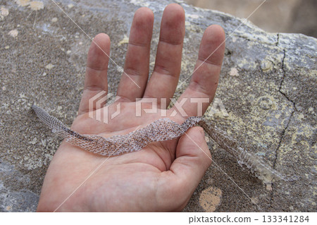 A hand holding a delicate, translucent snake skin against a textured surface A hand holding a delicate, translucent snake skin against a textured surface 133341284