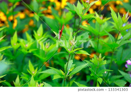 A butterfly resting on the grass, a butterfly resting its wings, a butterfly 133341303