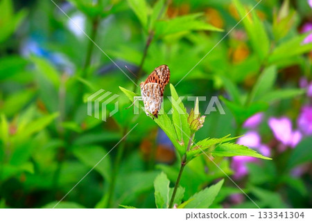 A butterfly resting on the grass, a butterfly resting its wings, a butterfly 133341304