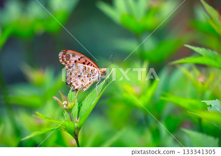 一隻蝴蝶停在草地上，一隻蝴蝶收攏翅膀，一隻蝴蝶 133341305