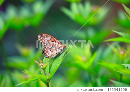 A butterfly resting on the grass, a butterfly resting its wings, a butterfly A butterfly resting on the grass, a butterfly resting its wings, a butterfly 133341306