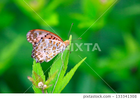 A butterfly resting on the grass, a butterfly resting its wings, a butterfly 133341308