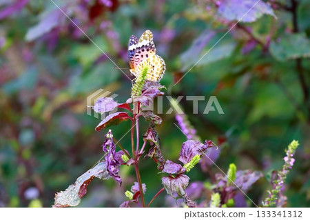 A butterfly resting on the grass, a butterfly resting its wings, a butterfly A butterfly resting on the grass, a butterfly resting its wings, a butterfly 133341312