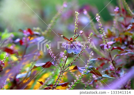 A butterfly resting on the grass, a butterfly resting its wings, a butterfly A butterfly resting on the grass, a butterfly resting its wings, a butterfly 133341314