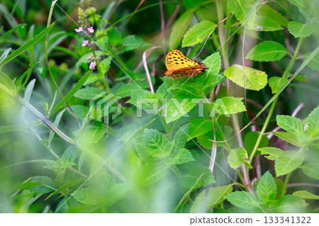 A butterfly resting on the grass, a butterfly resting its wings, a butterfly 133341322