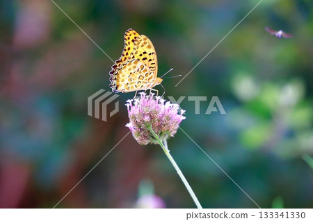 A butterfly resting on the grass, a butterfly resting its wings, a butterfly 133341330
