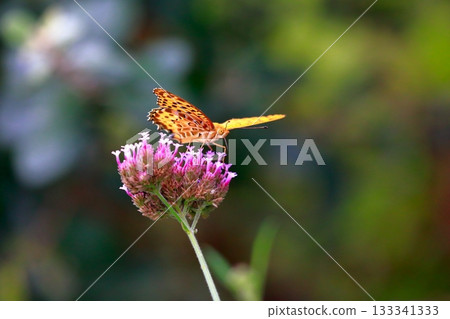 A butterfly resting on the grass, a butterfly resting its wings, a butterfly 133341333