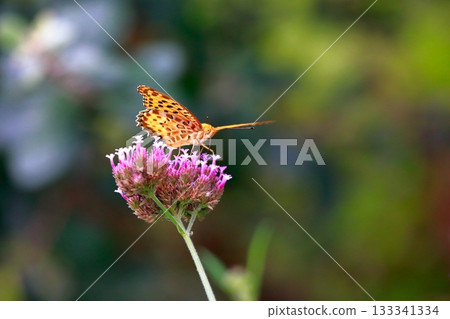A butterfly resting on the grass, a butterfly resting its wings, a butterfly 133341334