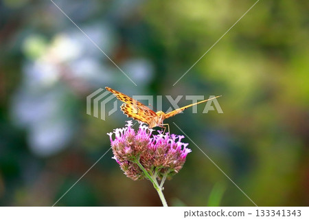 一隻蝴蝶停在草地上，一隻蝴蝶收攏翅膀，一隻蝴蝶 133341343