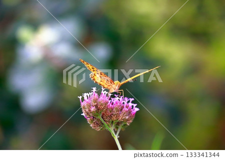 A butterfly resting on the grass, a butterfly resting its wings, a butterfly A butterfly resting on the grass, a butterfly resting its wings, a butterfly 133341344