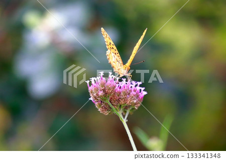 A butterfly resting on the grass, a butterfly resting its wings, a butterfly 133341348
