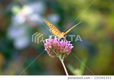 A butterfly resting on the grass, a butterfly resting its wings, a butterfly 133341351