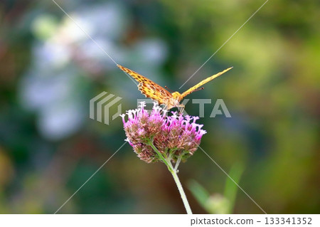 A butterfly resting on the grass, a butterfly resting its wings, a butterfly 133341352