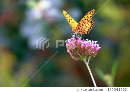 A butterfly resting on the grass, a butterfly resting its wings, a butterfly A butterfly resting on the grass, a butterfly resting its wings, a butterfly 133341362