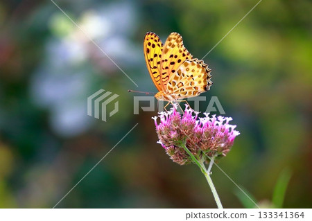 A butterfly resting on the grass, a butterfly resting its wings, a butterfly 133341364