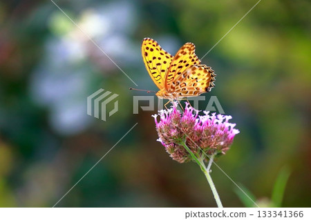 A butterfly resting on the grass, a butterfly resting its wings, a butterfly 133341366