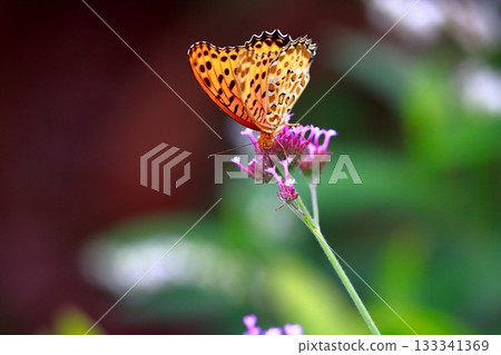 A butterfly resting on the grass, a butterfly resting its wings, a butterfly A butterfly resting on the grass, a butterfly resting its wings, a butterfly 133341369