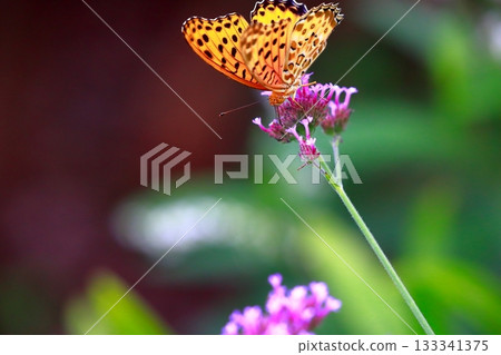 一隻蝴蝶停在草地上，一隻蝴蝶收攏翅膀，一隻蝴蝶 133341375