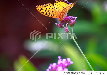 A butterfly resting on the grass, a butterfly resting its wings, a butterfly A butterfly resting on the grass, a butterfly resting its wings, a butterfly 133341377