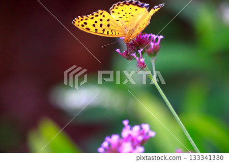 A butterfly resting on the grass, a butterfly resting its wings, a butterfly 133341380