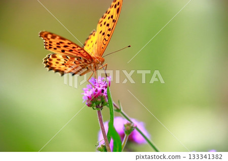 A butterfly resting on the grass, a butterfly resting its wings, a butterfly 133341382