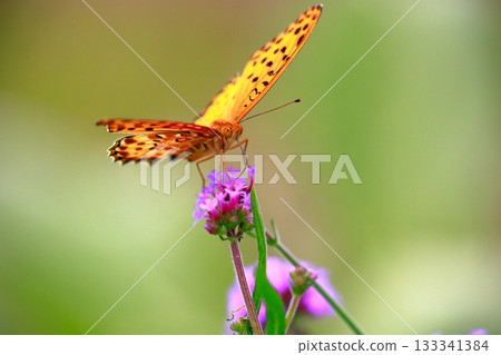 A butterfly resting on the grass, a butterfly resting its wings, a butterfly 133341384