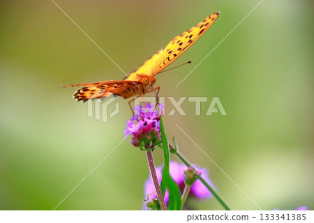 A butterfly resting on the grass, a butterfly resting its wings, a butterfly 133341385