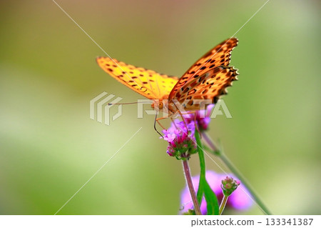 A butterfly resting on the grass, a butterfly resting its wings, a butterfly 133341387