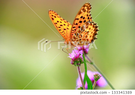 A butterfly resting on the grass, a butterfly resting its wings, a butterfly A butterfly resting on the grass, a butterfly resting its wings, a butterfly 133341389