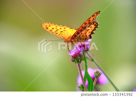 A butterfly resting on the grass, a butterfly resting its wings, a butterfly 133341392