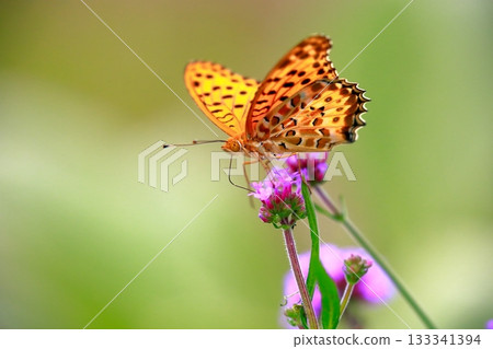 A butterfly resting on the grass, a butterfly resting its wings, a butterfly 133341394