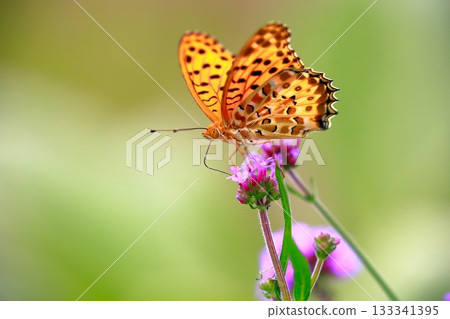 一隻蝴蝶停在草地上，一隻蝴蝶收攏翅膀，一隻蝴蝶 133341395