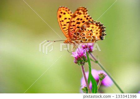 A butterfly resting on the grass, a butterfly resting its wings, a butterfly 133341396