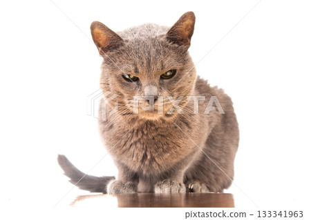 studio portrait of a beautiful grey cat on white background studio portrait of a beautiful grey cat on white background 133341963