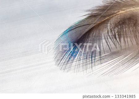 color bird feather lying on the white paper 133341985