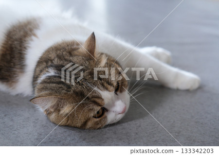 Brown tabby and white British Shorthair cat lying on the floor 133342203