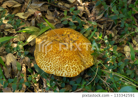 Red pheasant (Akayamadori) 133342591