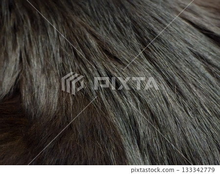 Close-Up View of Dark Textured Fur of cat Close-Up View of Dark Textured Fur of cat 133342779